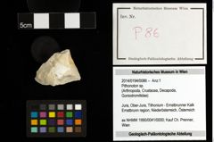 Foto (Objekt + Etiketten) von Pithonoton sp. 